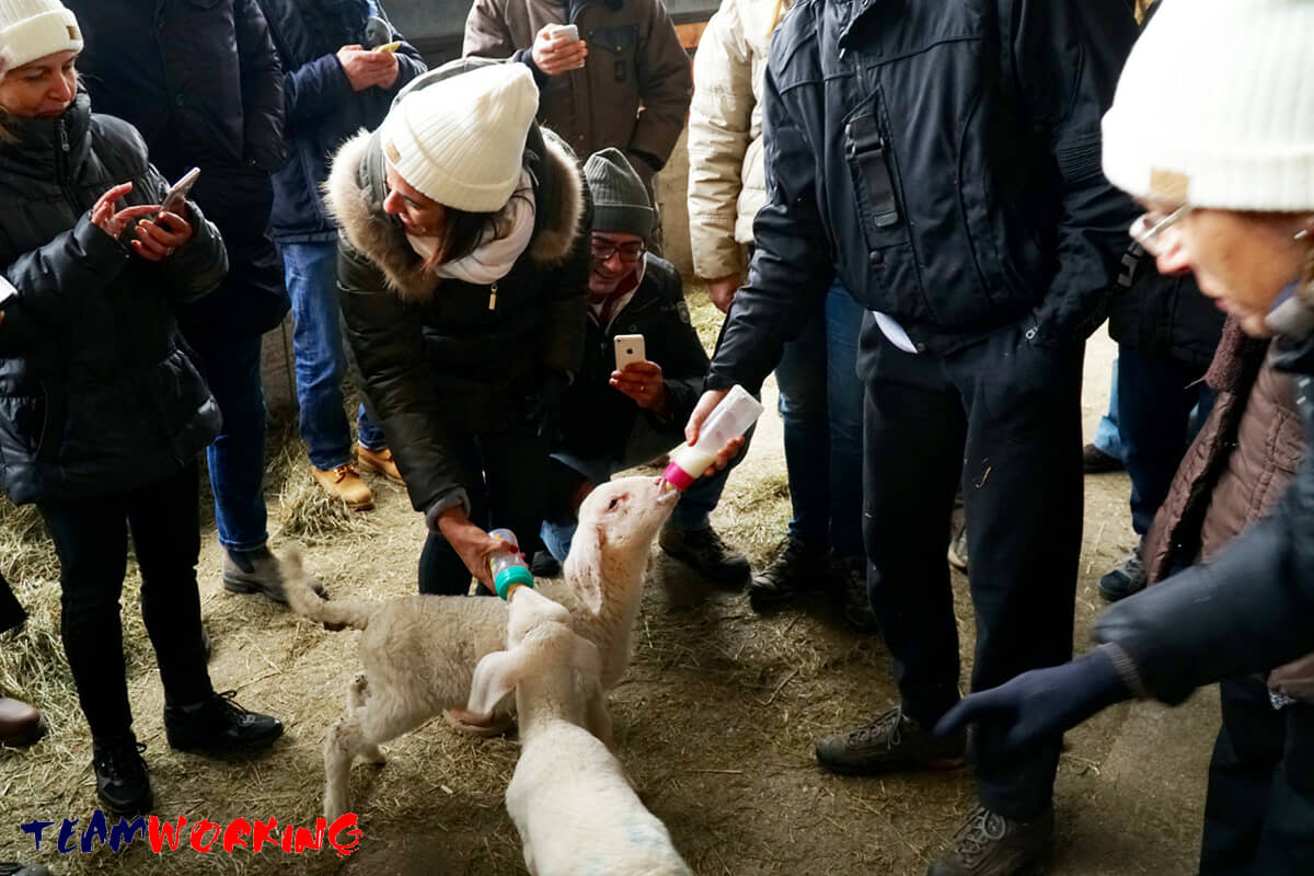 A day of work on a teaching farm, among the animals