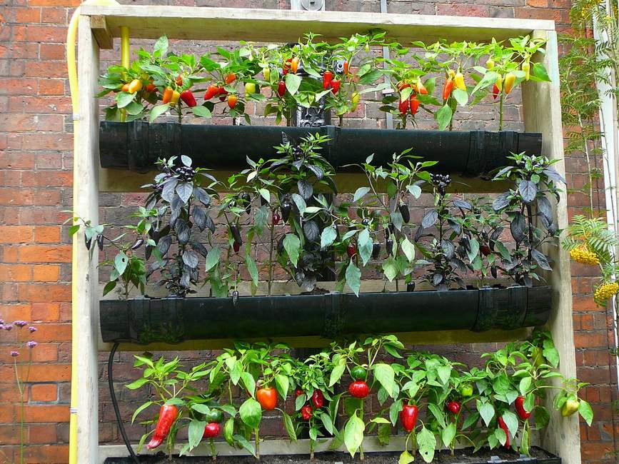 A vertical garden built by a team and given to a school